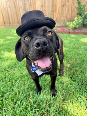 Bubba Bear With The Toothless Smile thumbnail 1