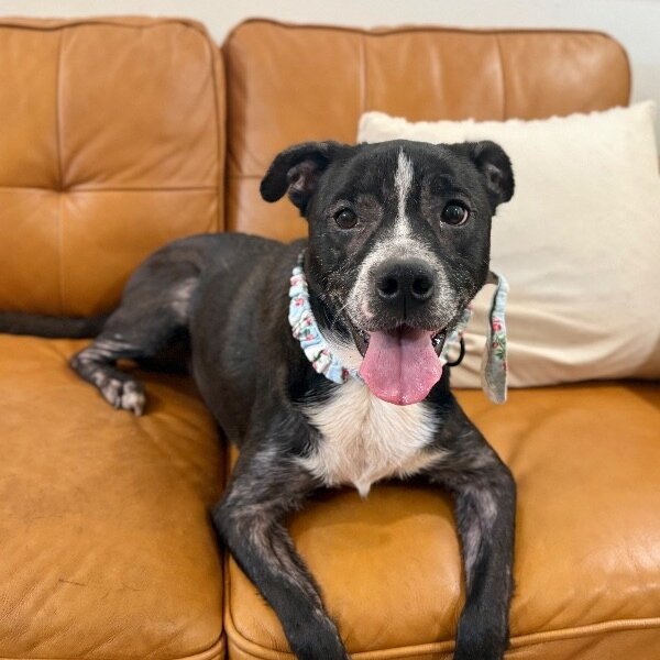 Moxie Foxie Friend to All, a Pit Bull Terrier dog