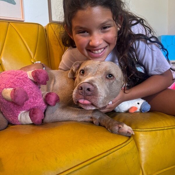 Rumi Cutie the Total Sweetheart, a American Staffordshire Terrier dog