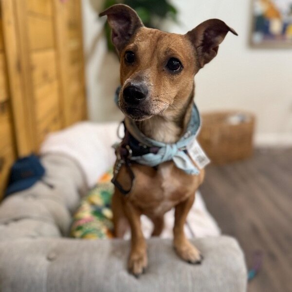 Shelly Loo WooHoo, a Chihuahua dog