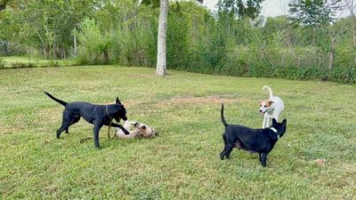 Spruce Lee Penelope thumbnail 10