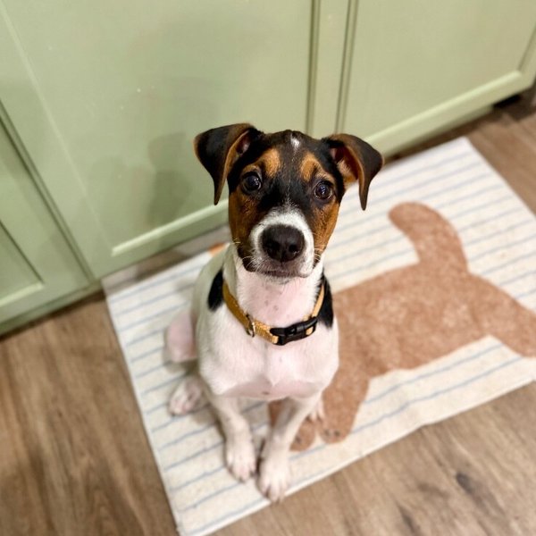 Mr Potato Tiktak Toy Story, a Jack Russell Terrier dog