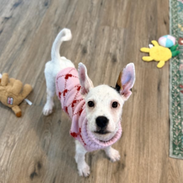 Dolly Hazel Toy Story, a Chihuahua dog