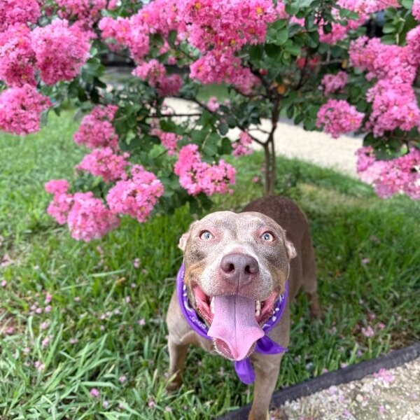 Luna Lovey Smiley Girl, a American Staffordshire Terrier dog