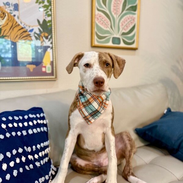 Carlos Tigre, a Pit Bull Terrier dog