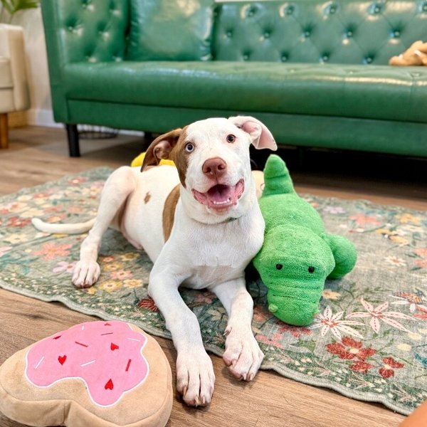 Joel Tigre With The Dreamy Eyes, a Pit Bull Terrier dog