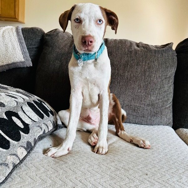 Ernesto the Besto, a Pit Bull Terrier dog