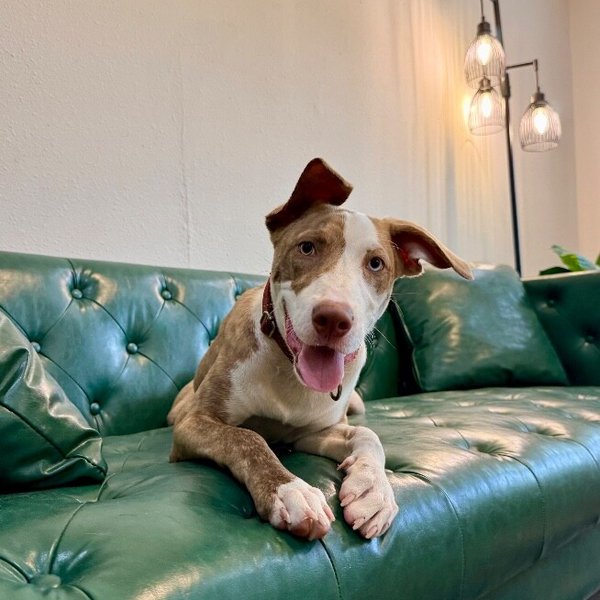 Rio Tigre, a Pit Bull Terrier dog