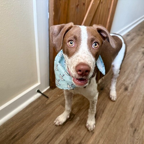 Jesse Freckles, a German Shorthaired Pointer dog
