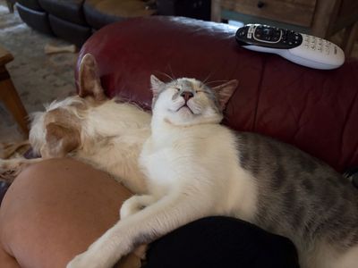 Hashbrown the Dog Friendly Cutie thumbnail 3