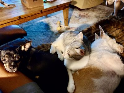 Hashbrown the Dog Friendly Cutie thumbnail 5