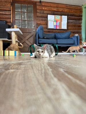 Hashbrown the Dog Friendly Cutie thumbnail 15