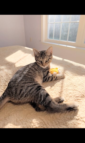 Erica Bloom the Queen of Cuddles, a Tabby cat