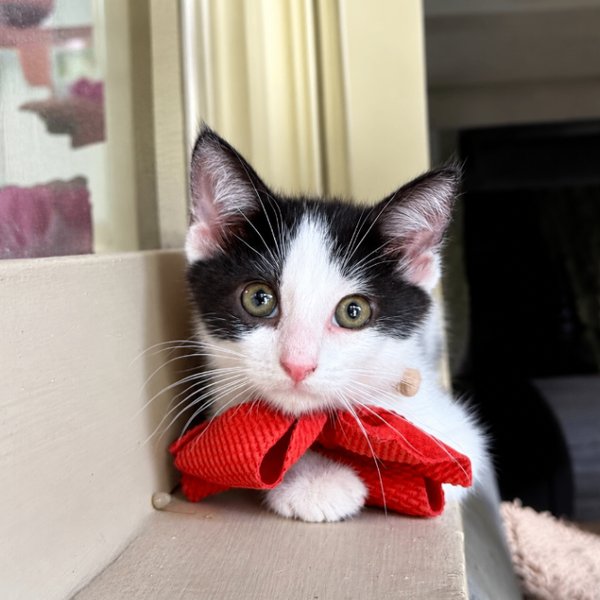 Ash Bloom, a Tuxedo cat