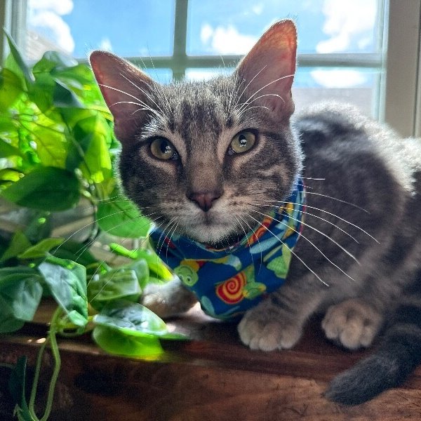 Cedar Bloom, a Tabby cat