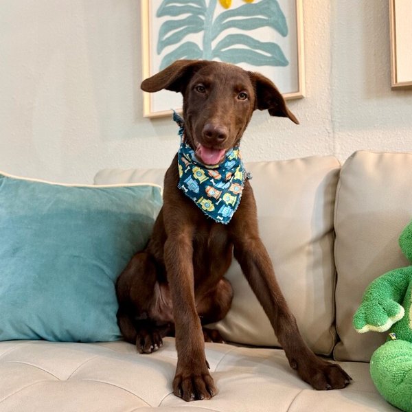 Anderson Beau One Good Pup, a Labrador Retriever dog