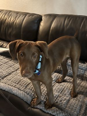 Briggs Bubba Sweet Boy Energy thumbnail 12