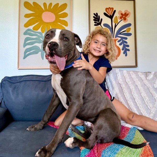 Marky Mark Your Fun Loving Best Friend, a Pit Bull Terrier dog