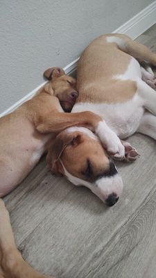 Astro Snugglebug thumbnail 15