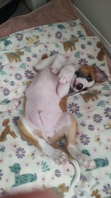 Astro Snugglebug thumbnail 7