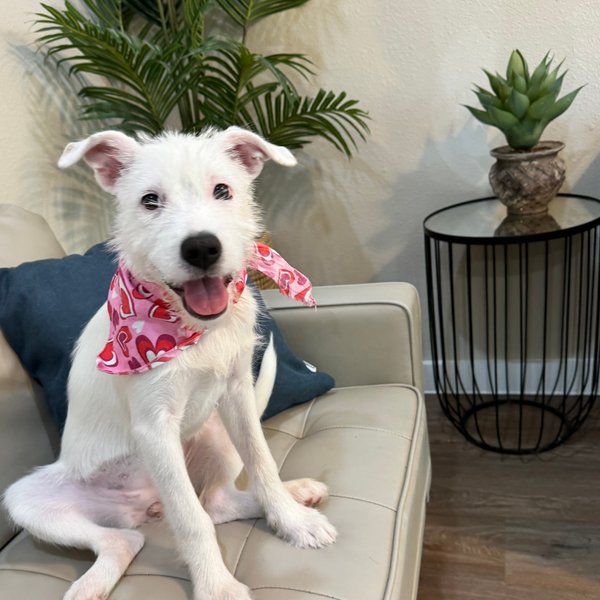 Buttercup Coconut Toy Story, a Jack Russell Terrier dog