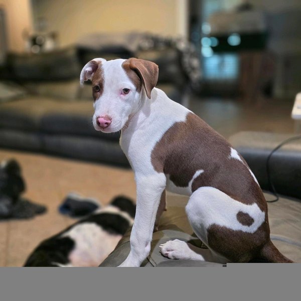 Ruben Tigre, a Pit Bull Terrier dog