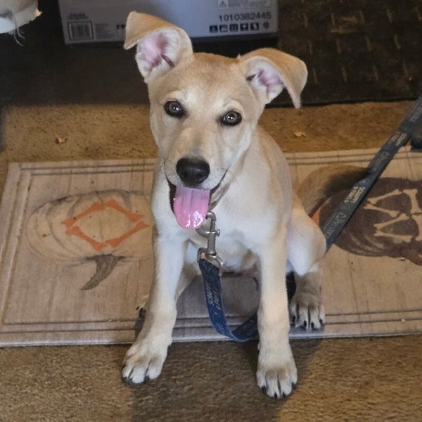 Lucy June Scout, a Yellow Labrador Retriever dog