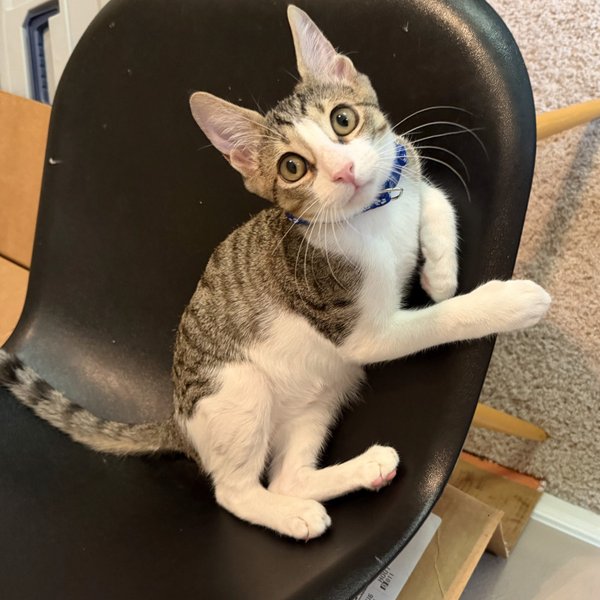 Pele Little Legend, a Tabby cat