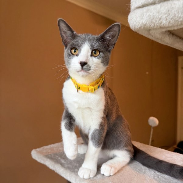 Vini Junior Sweet Boy, a Tuxedo cat