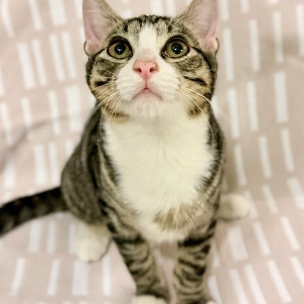 Navy Bean, a Tabby cat