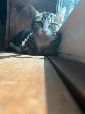 Navy Bean thumbnail 11
