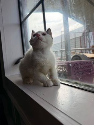 Cocoa Bean thumbnail 7