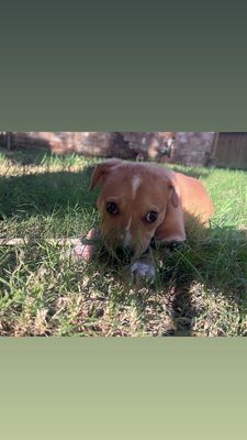 Cannoli The Small and Mighty Cutie thumbnail 8