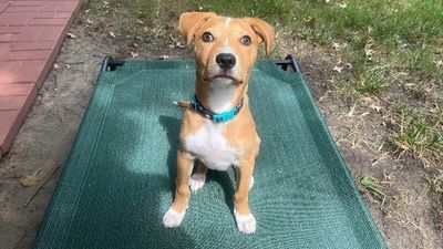 Cannoli The Small and Mighty Cutie thumbnail 1