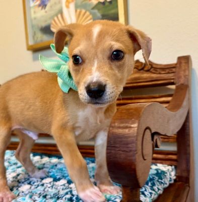 Cannoli The Small and Mighty Cutie thumbnail 2