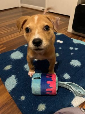 Cannoli The Small and Mighty Cutie thumbnail 13