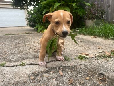 Cannoli The Small and Mighty Cutie thumbnail 14