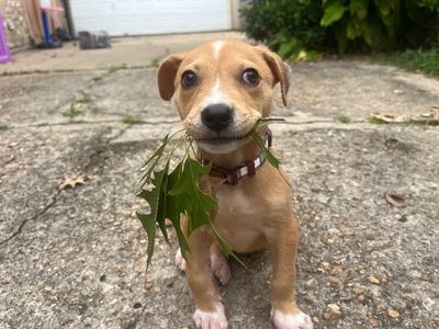 Cannoli The Small and Mighty Cutie thumbnail 15