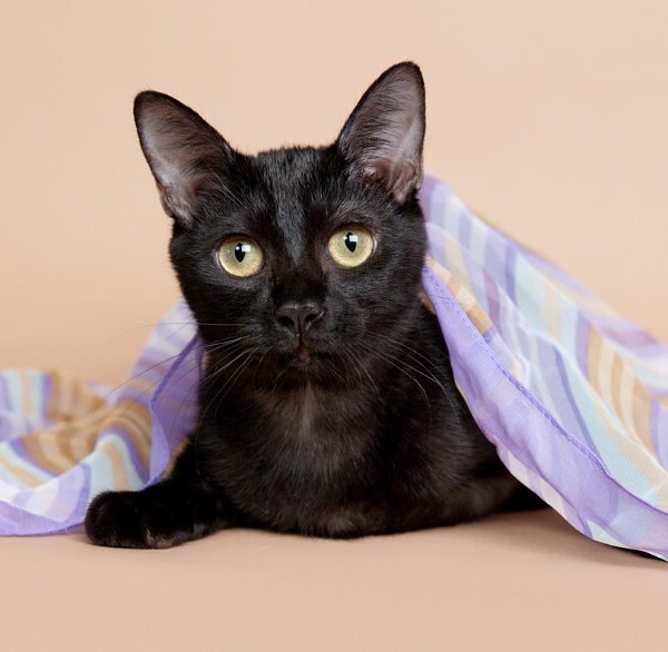 Damita de Mayo, a Bombay cat available for adoption