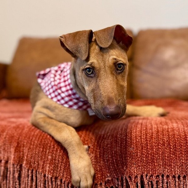 Alfina, a Doberman Pinscher dog
