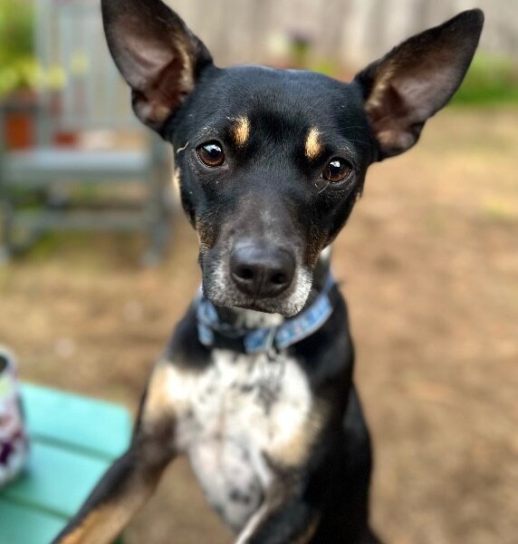 Rigger the Spunky Sweetheart, a Rat Terrier dog
