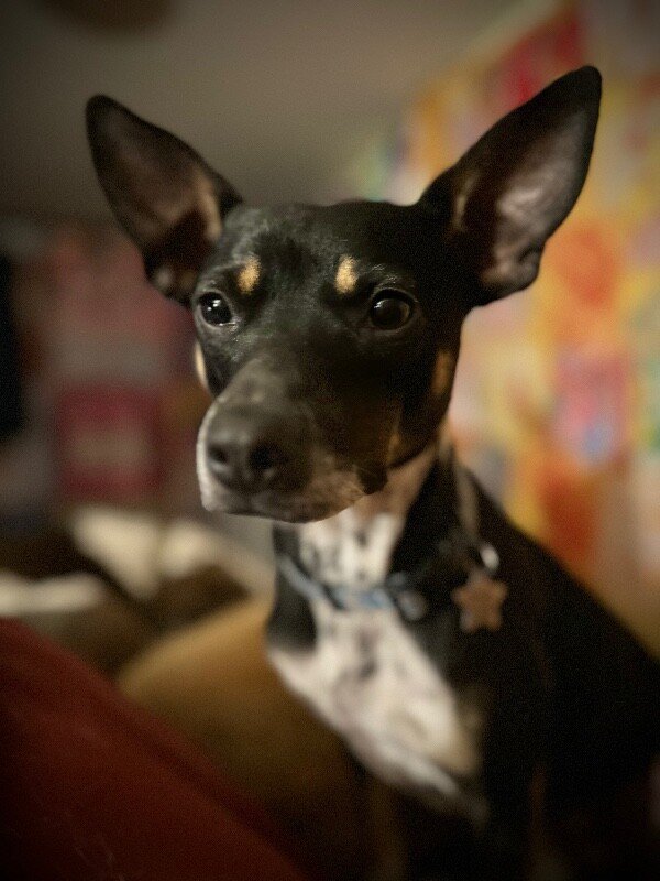 Rigger the Silent and Spunky Sweetheart - Photo 1