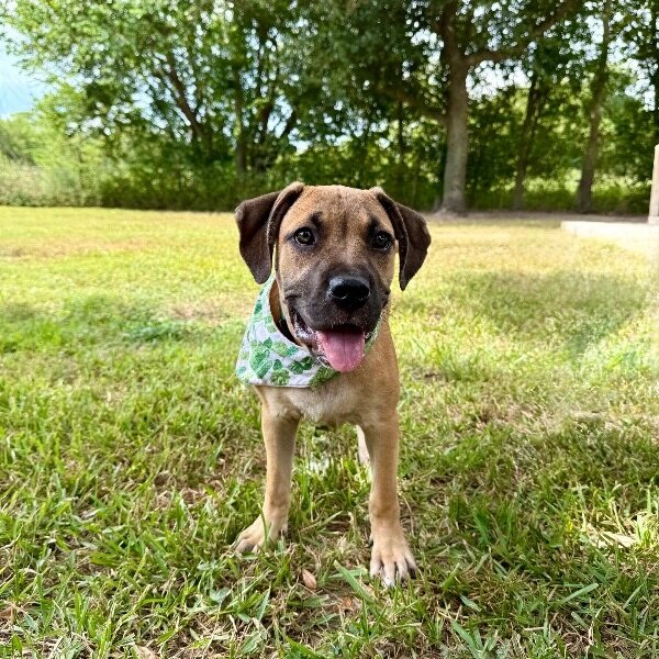 Elton John Chunk Of Love, a Black Mouth Cur dog