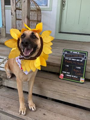 Joy the Bestest Boy thumbnail 1