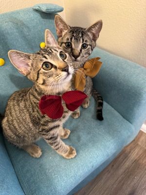Apollo Gashi thumbnail 2
