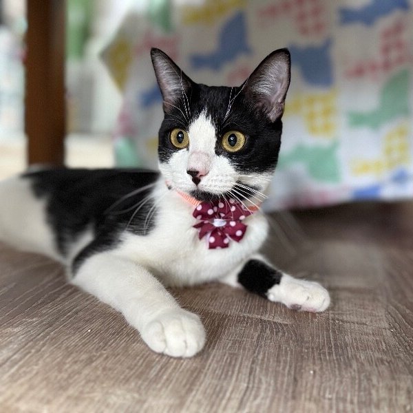 Kiwi Fruit, a Tuxedo cat