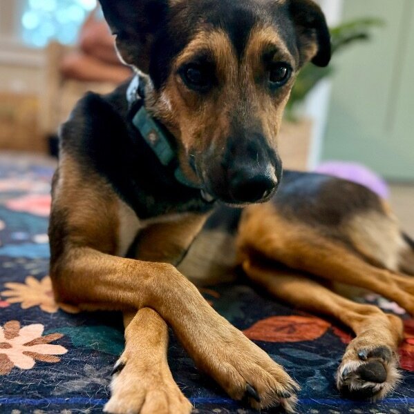 Billy Ray Waterbug, a German Shepherd Dog dog