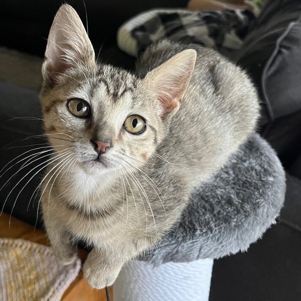 Brianna Outlander, a Tabby cat