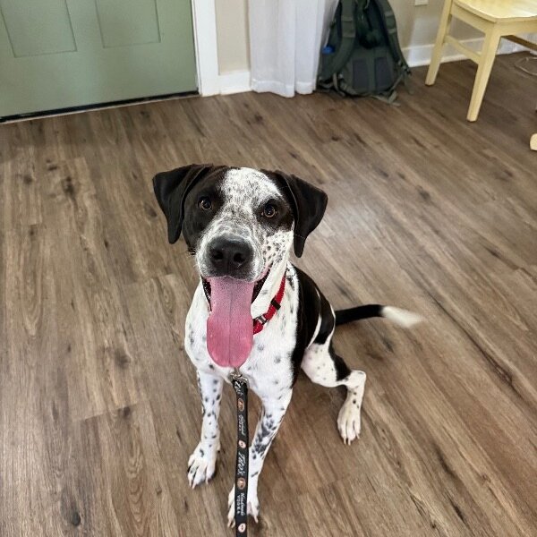 John Deere, a German Shorthaired Pointer dog