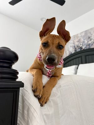 All Ears Atlas thumbnail 4
